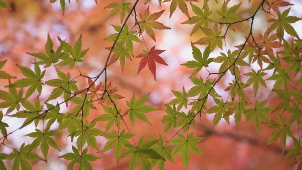 Easy Japanesey Switch Review