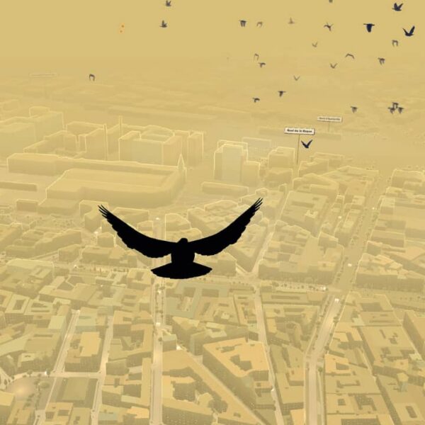 Pigeon: A Love Story Preview