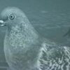 Pigeon: A Love Story Review
