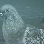 Pigeon: A Love Story Review