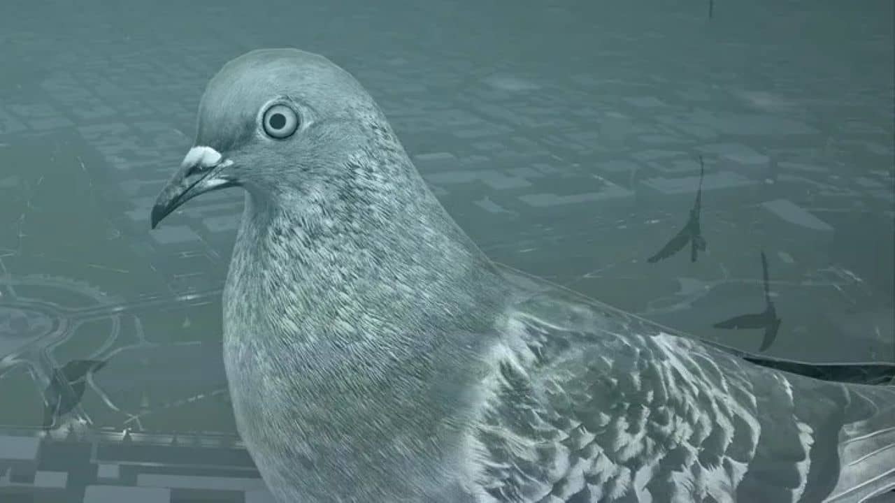 Pigeon: A Love Story Review